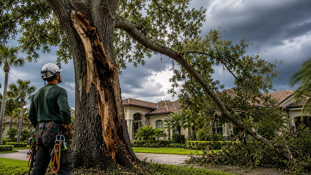 7 Signs a Tree Needs to Be Removed Instead of Trimmed