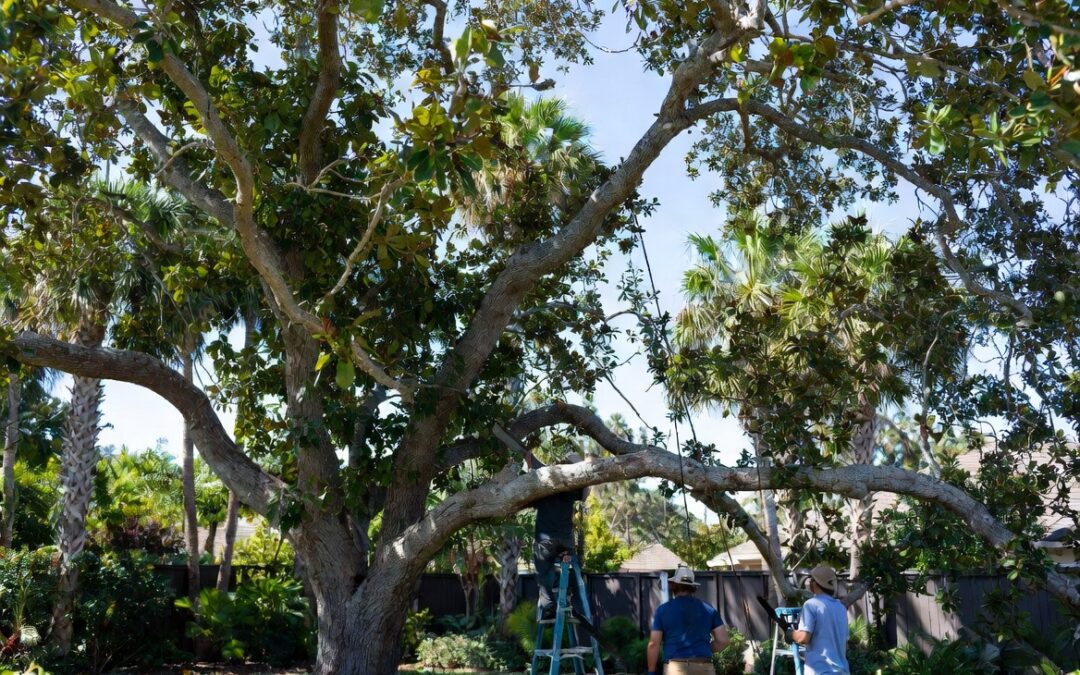 Professional Tree Care Services in Lakewood Ranch, Sarasota & Bradenton – Expert Tree Trimming, Removal & More
