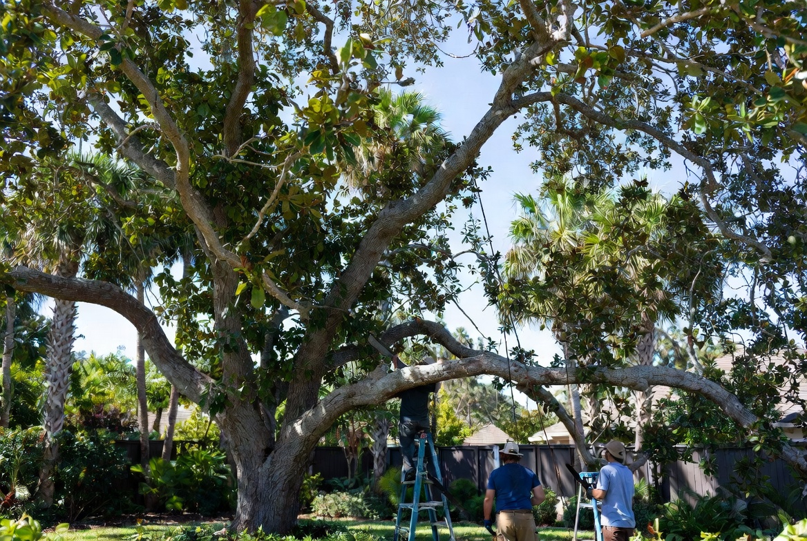 Lakewood Ranch Tree Services